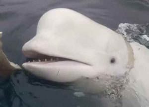 Russians Use Beluga Whales With GoPros Cameras As Spies Off The Coast Of Norway
