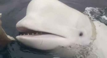 Russians Use Beluga Whales With GoPros Cameras As Spies Off The Coast Of Norway
