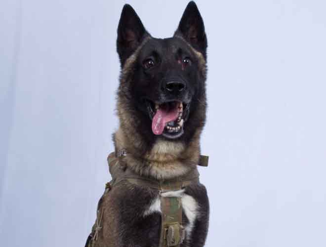 Trump Insists Special Forces Dog Conan, Who Aided In ISIS Leader’s Killing, Is Male Despite Photo Showing Female Genitalia