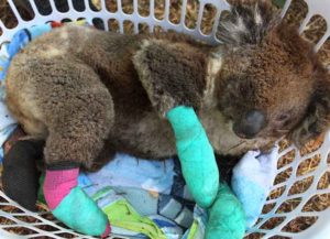 KANGAROO ISLAND, AUSTRALIA - JANUARY 08: An injured koala rests in a washing basket at the Kangaroo Island Wildlife Park in the Parndana region on January 08, 2020 on Kangaroo Island, Australia.
