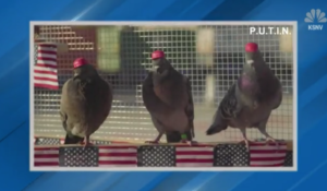 Pigeons Wearing MAGA Hats 'Protest' Democratic Debate In Las Vegas